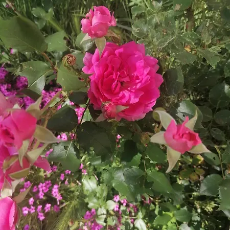 Casa de hóspedes Pista Papa Tanyája 3*