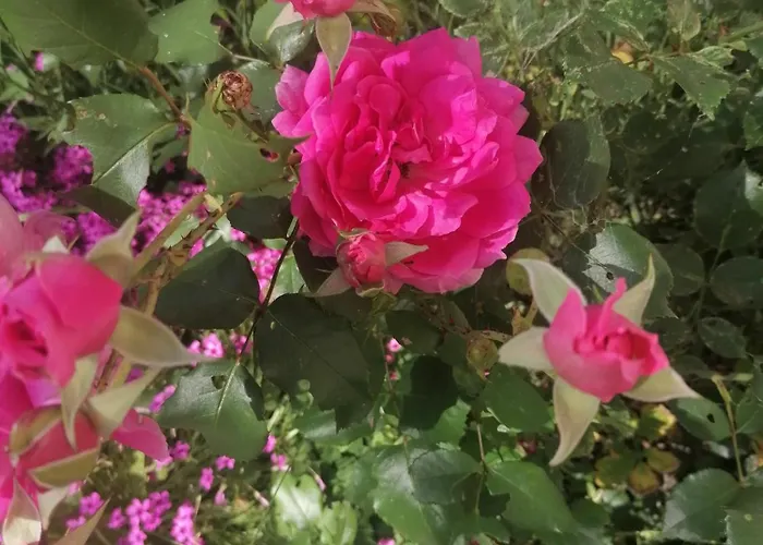 בית הארחה Pista Papa Tanyaja 3*